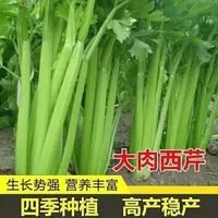 【蔬菜种子满5包送1】四季大肉西芹种子四季播肉厚脆爽洋芹菜种子