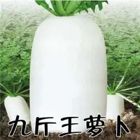 【蔬菜种子满5包送1】九斤王种子白萝卜种籽蔬菜种子不空心春不老