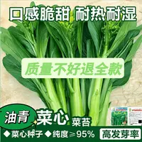 【蔬菜种子满5包送1】油青甜菜心种子早熟耐高温春秋四季超甜