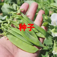 【蔬菜种子满5包送1】白花大荚荷兰豆种子豌豆尖种籽荷兰豆种籽蔬
