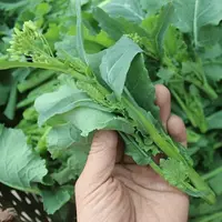 【蔬菜种子满5包送1】早熟油菜苔种子耐热高产春季四季播南蔬菜种