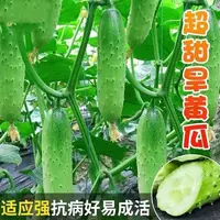 【全店满5包送1包】甜脆节节瓜种子黄瓜种子老式黄瓜籽旱黄瓜耐热庭