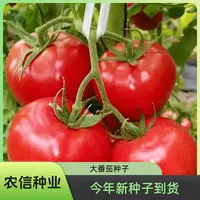 【满5元包邮】大番茄种子红果大西红柿阳台春季秋季抗高温农家菜