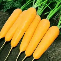 【蔬菜种子满5包送1】齐头黄胡萝卜特色黄参种阳台春秋种植四季蔬
