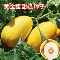【满5包包邮】黄金蜜甜瓜种黄皮香瓜种籽甜瓜种孑香甜早熟甜瓜种