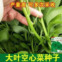 【蔬菜种子满5包送1】大叶空心菜种子圆叶空心菜长藤藤藤菜阳台小