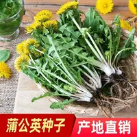 【蔬菜种子满5包送1】蒲公英种子野生婆婆丁种籽四季盆栽阳台小院