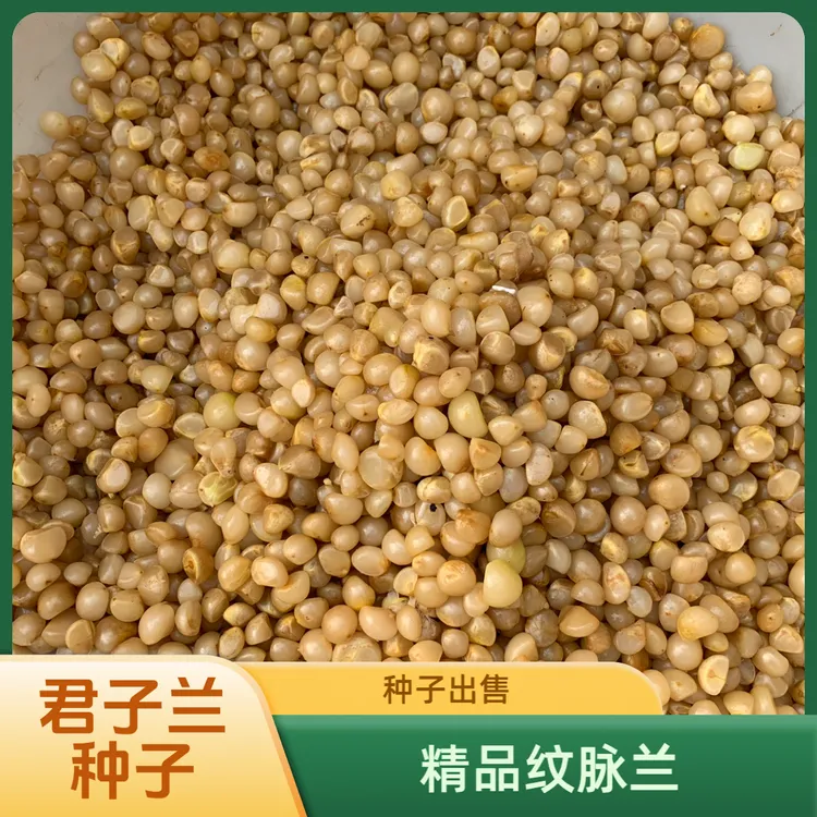 君子兰种子虎头娃娃水晶黄油精品