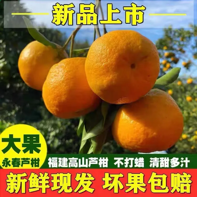 正宗福建永春芦柑新鲜当季现摘整箱包邮5斤10斤