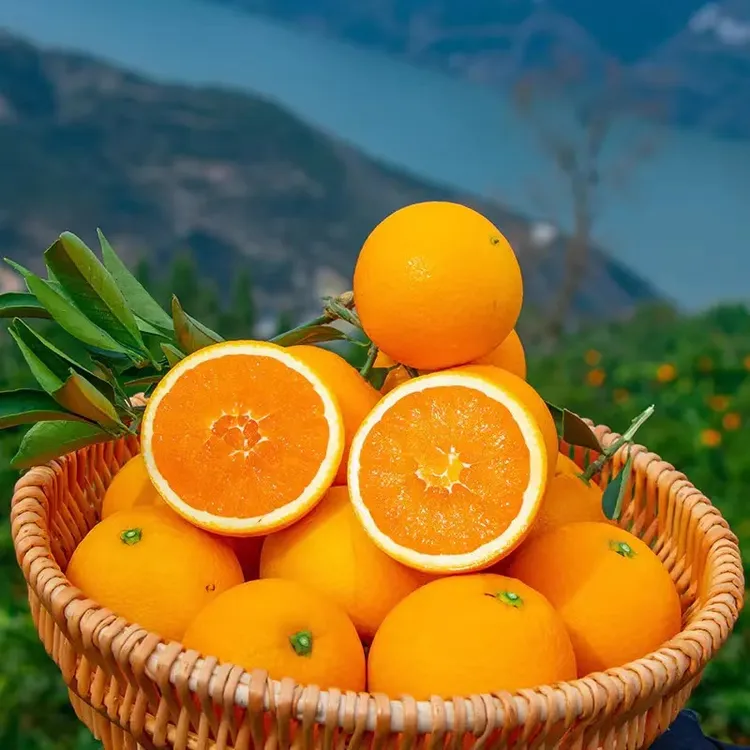 秭归九月红果冻橙当季整箱新鲜橙子现摘5斤包邮脐橙孕妇水果AA