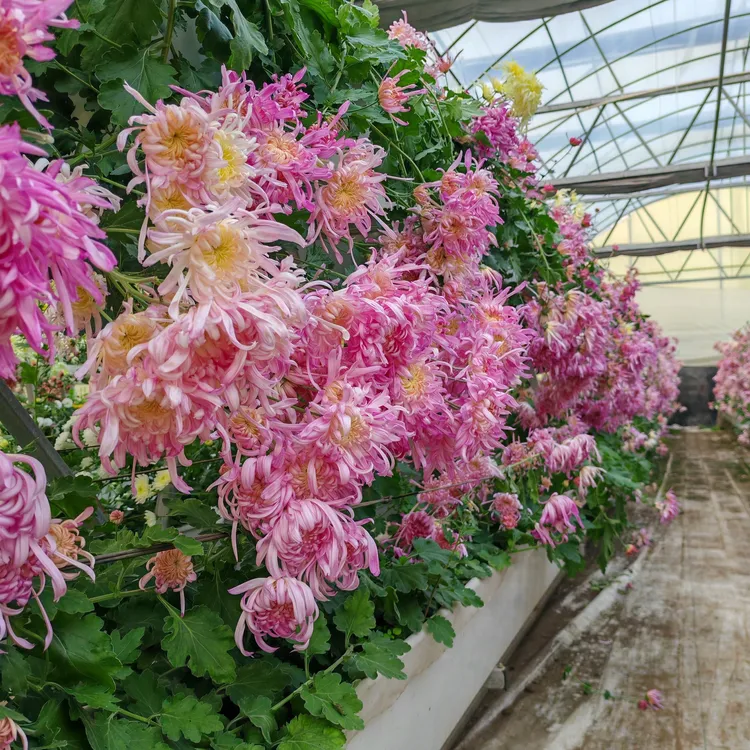 食用菊花，粉色，红色，沏茶，凉拌，鲜花涮火锅。0.5斤2盒约30朵花。