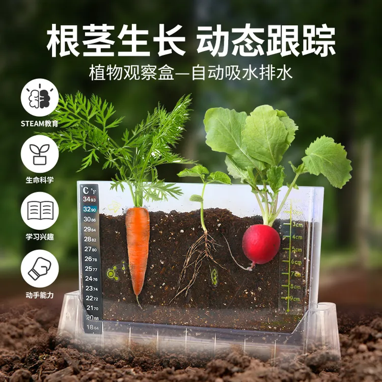 阳光房儿童浇水种植小盆栽植物观察盒生长科教小实验套装种菜玩具