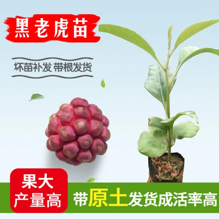 黑老虎苗大果布福娜苗抗寒耐热爬藤果苗南北方盆栽地栽营养杯发货