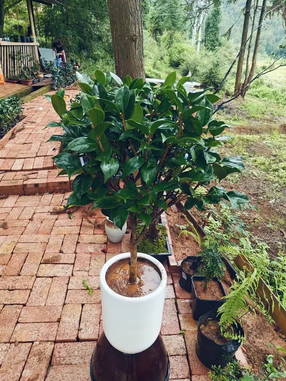 土球发货山茶花树客厅室内五色赤丹四季香妃喷白白五绿植大花