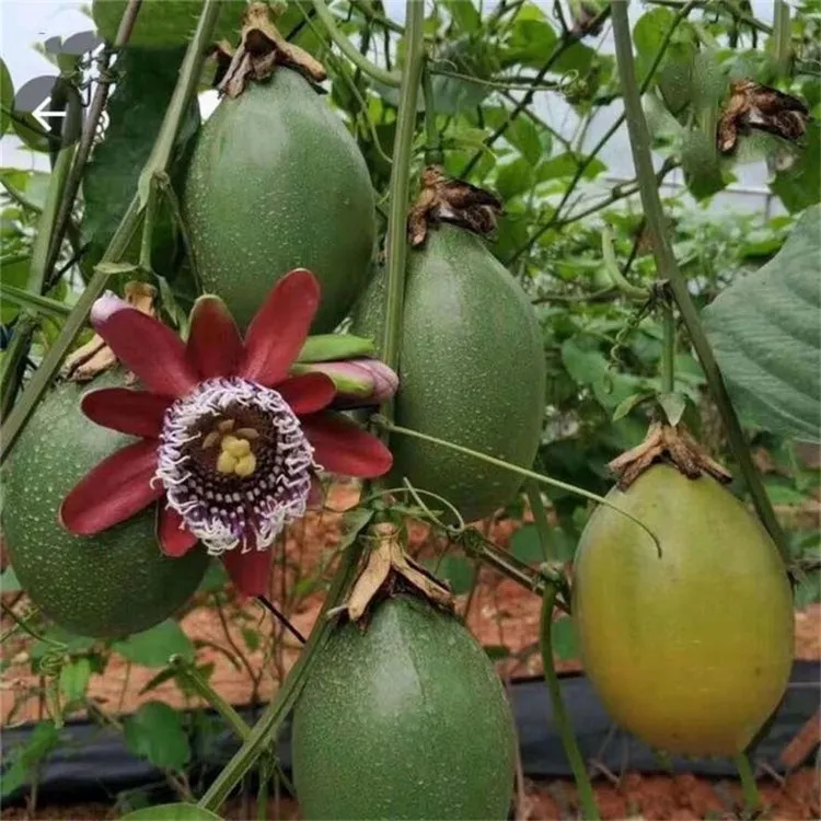 特大果香蜜木瓜百香果嫁接苗阳台庭院盆栽地栽可种植百香果树苗