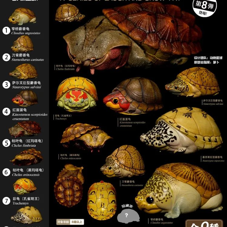 【小暴专属】心宽体胖系列第八弹 龟 模型 手办