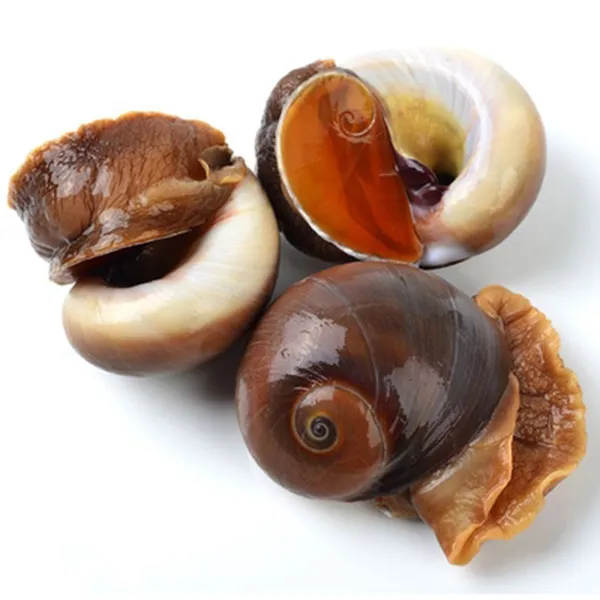 猫眼螺鲜活发货2斤到8斤装（包鲜不包活）个别破壳是正常现象哦