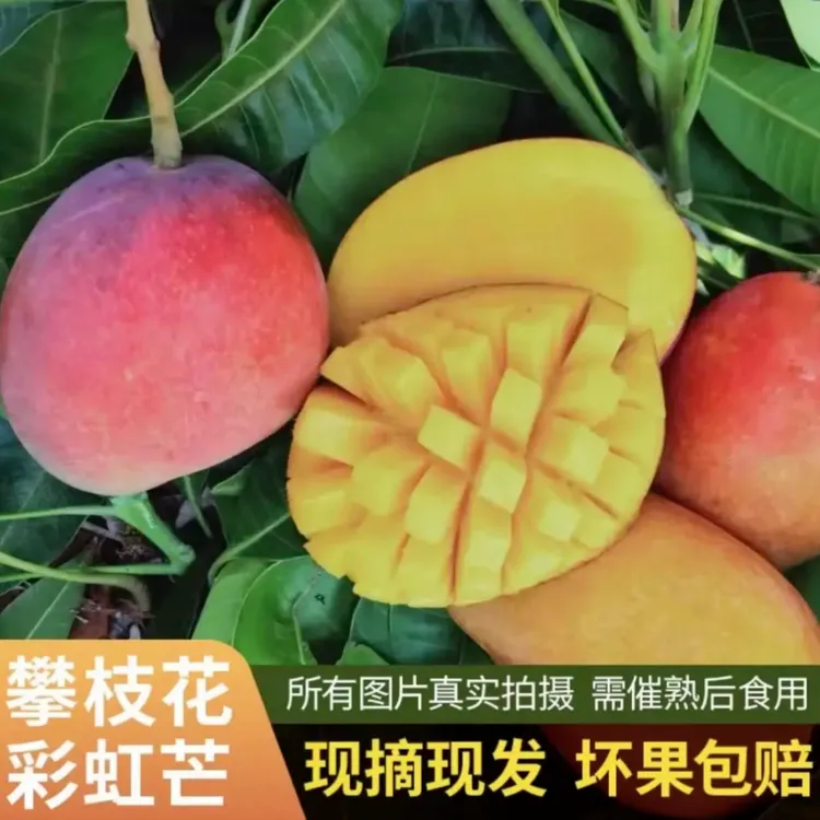 攀枝花彩虹芒新鲜水果非金煌芒贵妃芒香甜可口