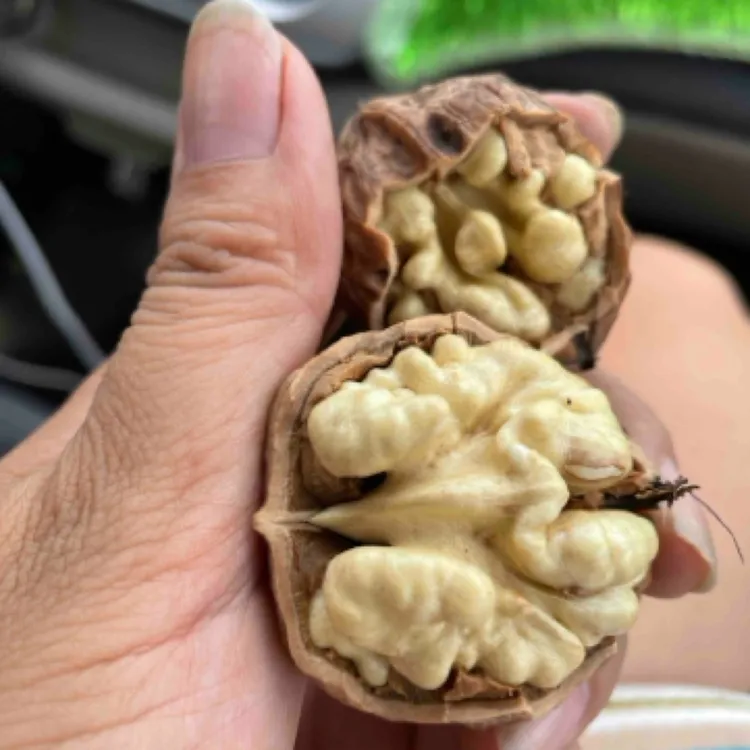 攀枝花森林核桃新鲜核桃