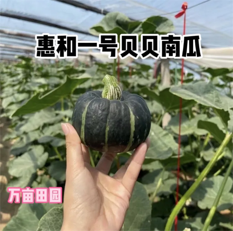 惠和一号贝贝南瓜果型周正漂亮口感软糯香甜绿色种植健康培育包邮