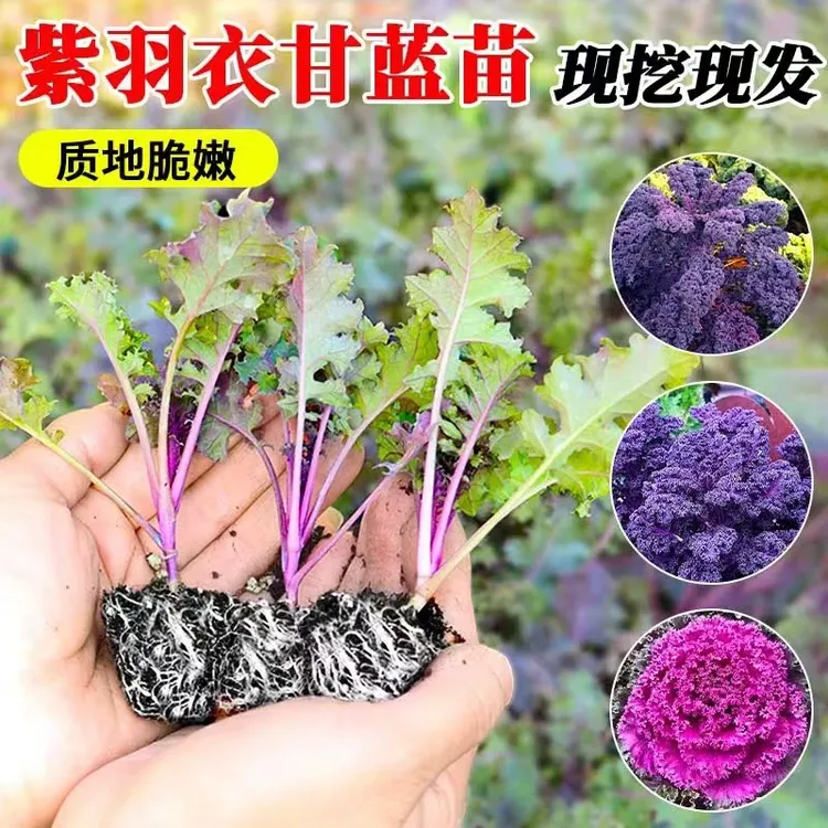 【山东寿光】食用羽衣甘蓝苗秧带土球耐寒紫绿粉羽衣甘蓝种籽四季