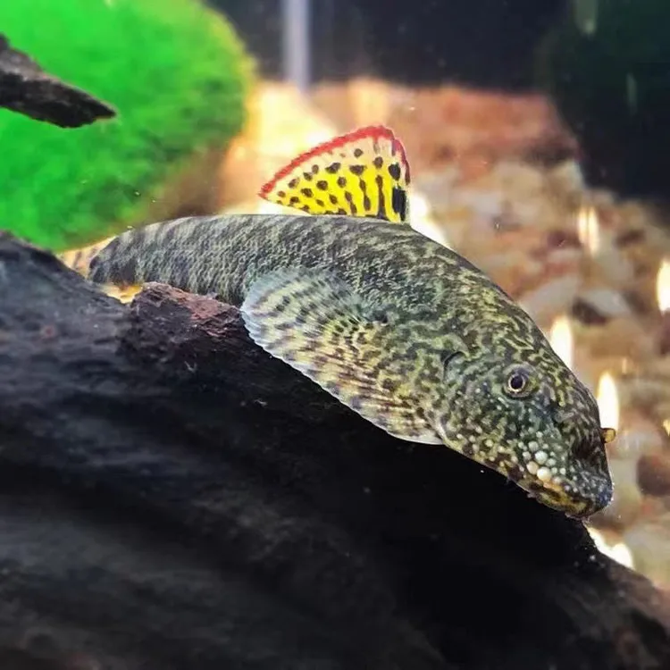 麦氏爬岩鳅 琵琶吸鳅 冷水清洁工 淡水工具鱼 擦玻璃吃垃圾好养