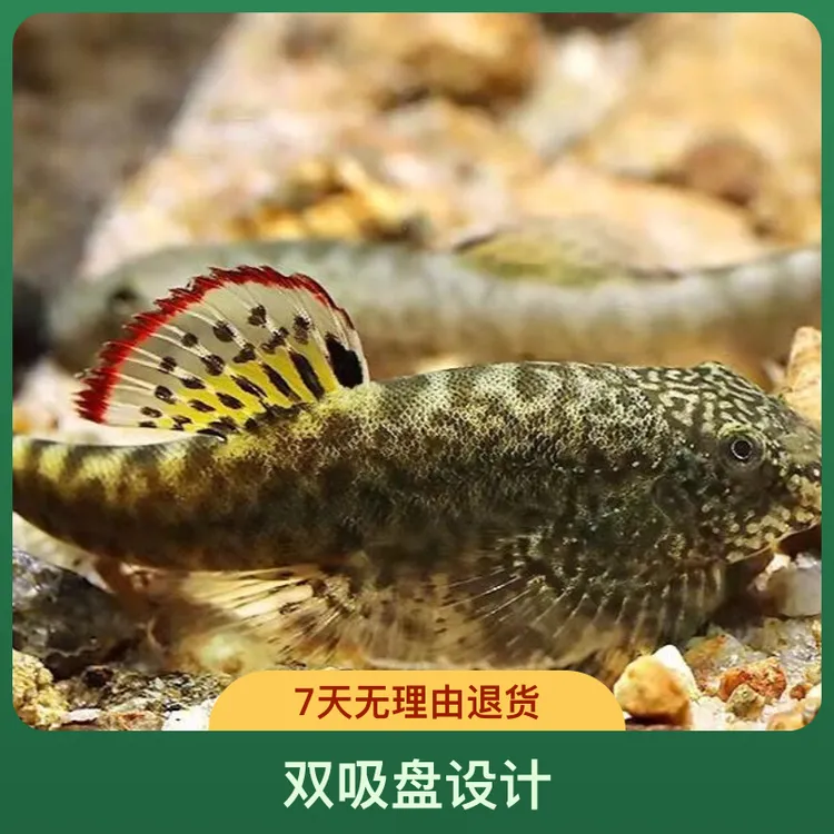 麦氏吸鳅除藻清洁观赏鱼清道夫工具鱼屎冷水鱼缸造景鱼溪流缸