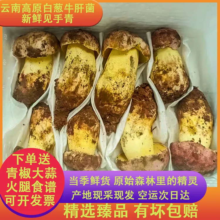 云南见手青新鲜白葱牛肝菌深山美味食用菌煲汤炒菜顺丰空运包邮