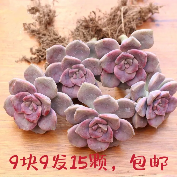 紫乐单头带根直径4-6厘米9块9发15颗