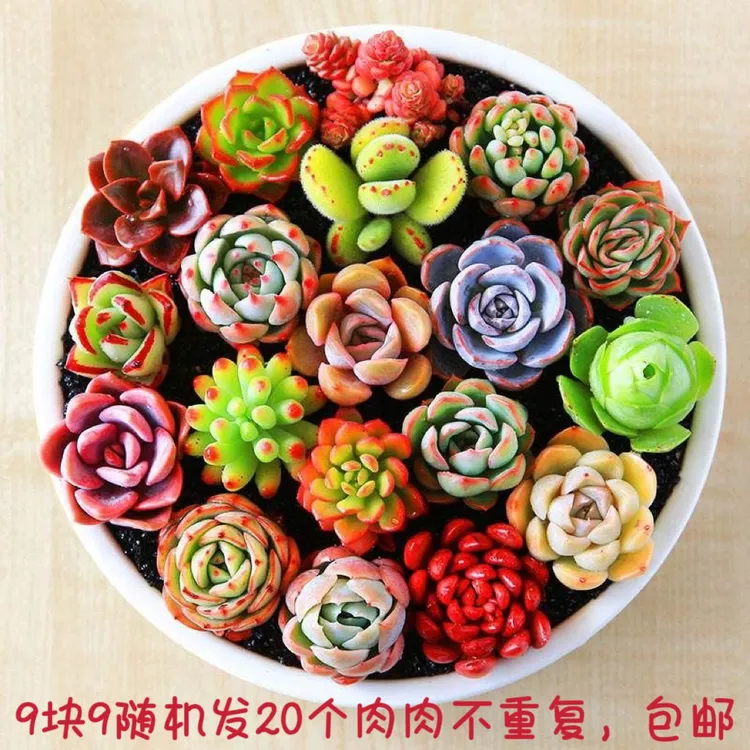 多肉植物随便配20个品种不指定不重复一单包邮盆栽