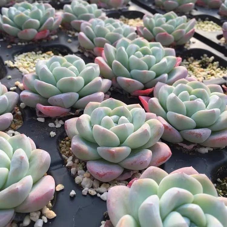 冰玉多肉植物单头带崽阳台绿植盆栽好养