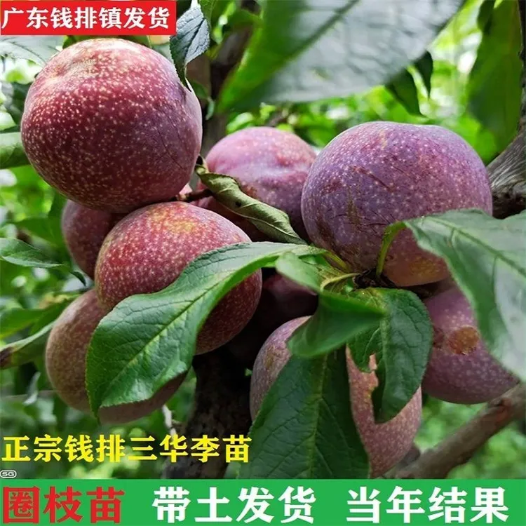 正宗钱排银妃三华李高压苗圈枝苗带泥求
