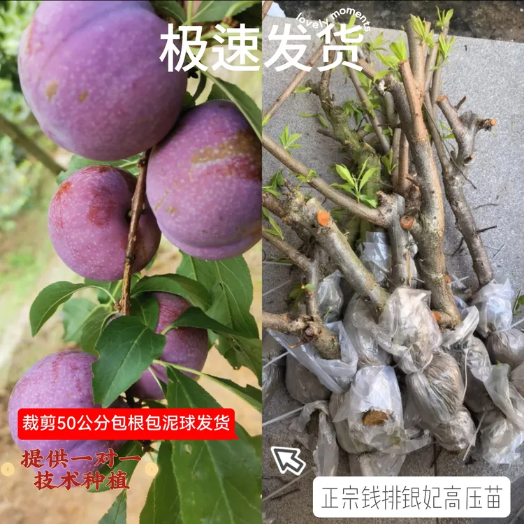 广东信宜钱排三华李苗高压苗圈枝苗可盆地栽