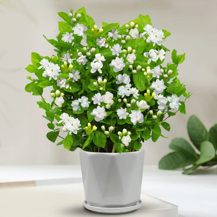 茉莉花栀子花苗盆栽室内绿植花卉重瓣开花水培植物绿植盆栽室内