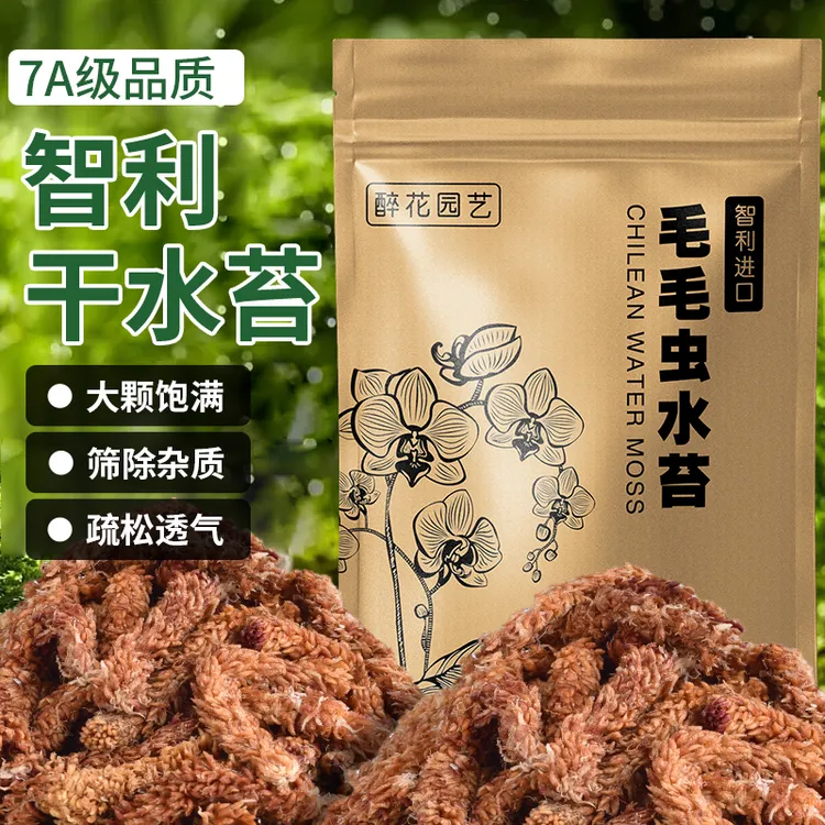 智利进口毛毛虫蝶兰植物兰花专用土干苔藓植料蝴蝶兰专用水苔