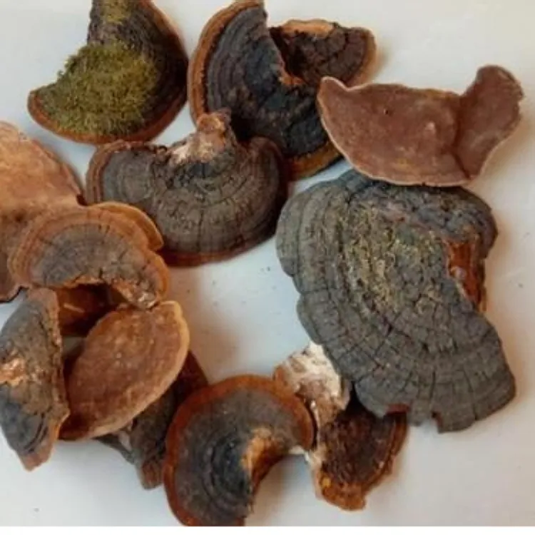 东北野生菌 暴马丁香桑黄 暴马桑黄250g可切块 包邮