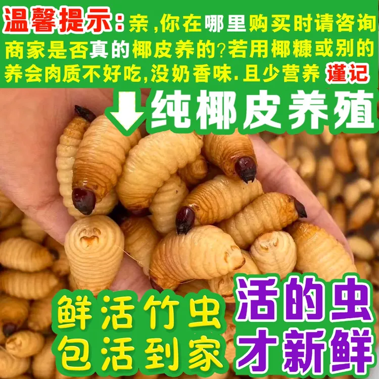 【主播推荐】新鲜活体椰子虫竹笋虫竹子虫包活到家活珠子