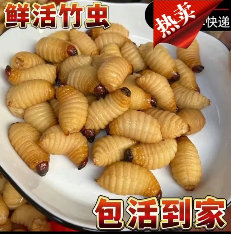 [店主推荐]竹虫鲜活虫活体椰子虫广东直发竹笋虫竹虫蛹批发市场