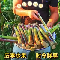 甜杆小甘蔗紫罗兰甜杆甜芦粟新鲜水果中段甜脆罕见水果1/3/5斤