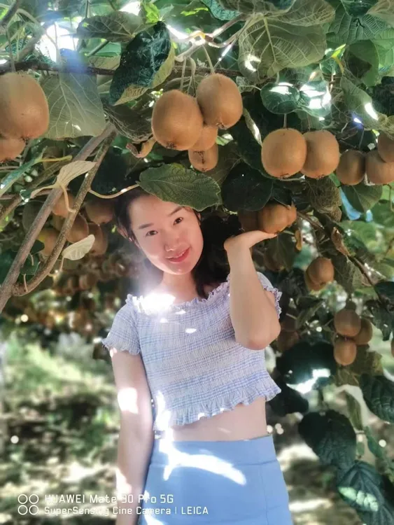 陕西徐香猕猴桃，产地直发