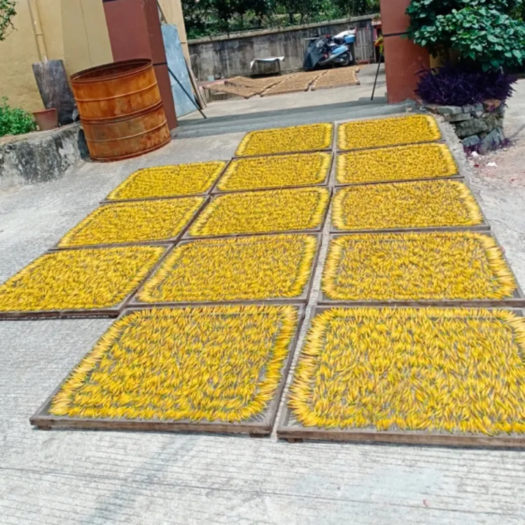 莆田南少林新鲜黄花菜金针菜农家日晒