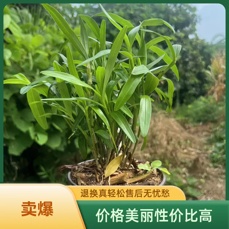 山娃代售 石斛苗 石斛杆