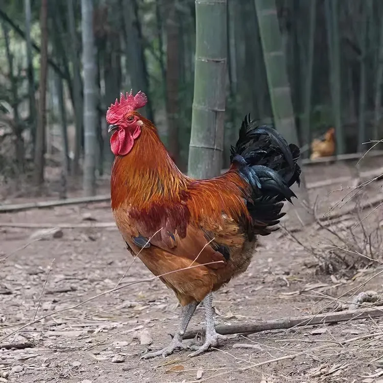 山娃家正宗散养土鸡