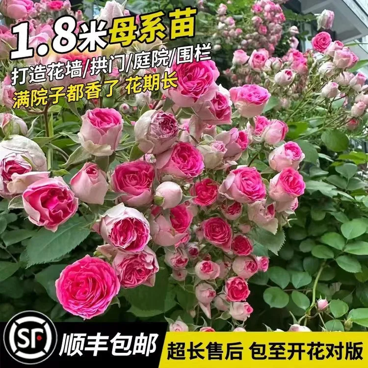 锦赏胭脂扣四季淡香小花爆花机器 两广可开花