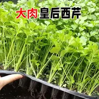 四季西芹秧苗秋季盆栽地栽阳台种植