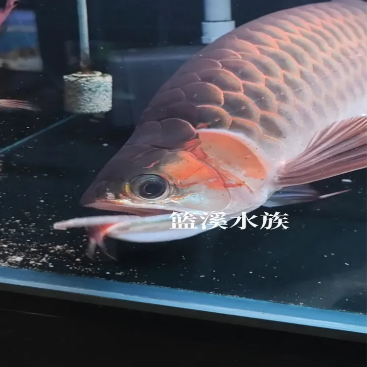 篮溪水族观赏鱼食水族冷冻鱼饲料龙鱼虎魟鱼粮喂食养鱼去头尾虾段