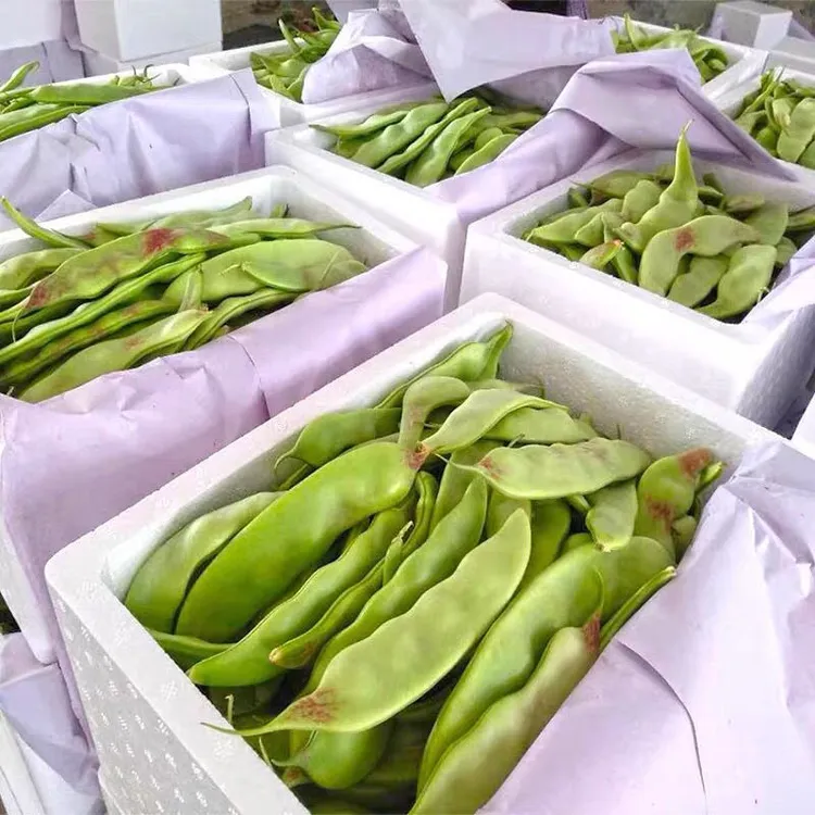 正宗产品东北油豆角一点红豆角新鲜蔬菜九月青现摘现卖开锅烂包邮