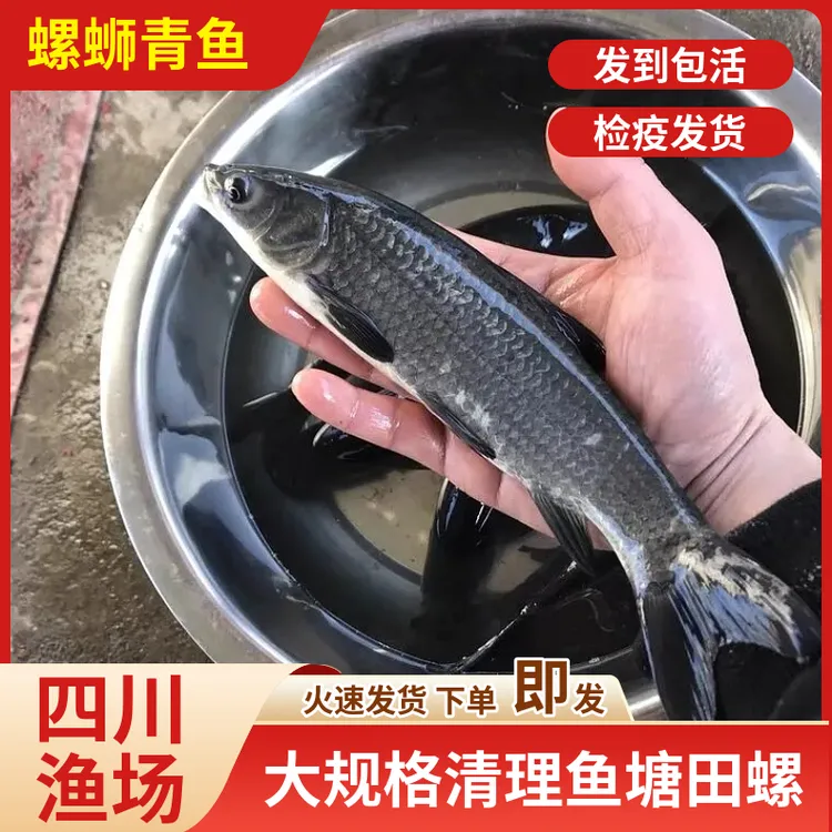 螺蛳青鱼淡水鱼养殖食用青鱼黑鲩鱼乌鳍青混灰草特大青鱼