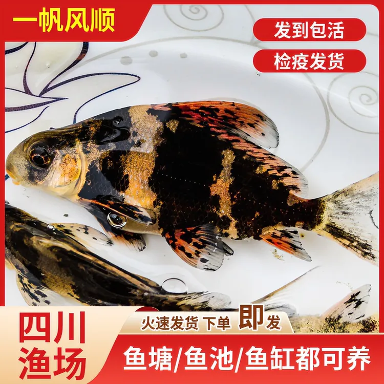 一帆风顺胭脂鱼苗淡水冷水观赏鱼活体垃圾鱼好养清洁鱼混养耐活