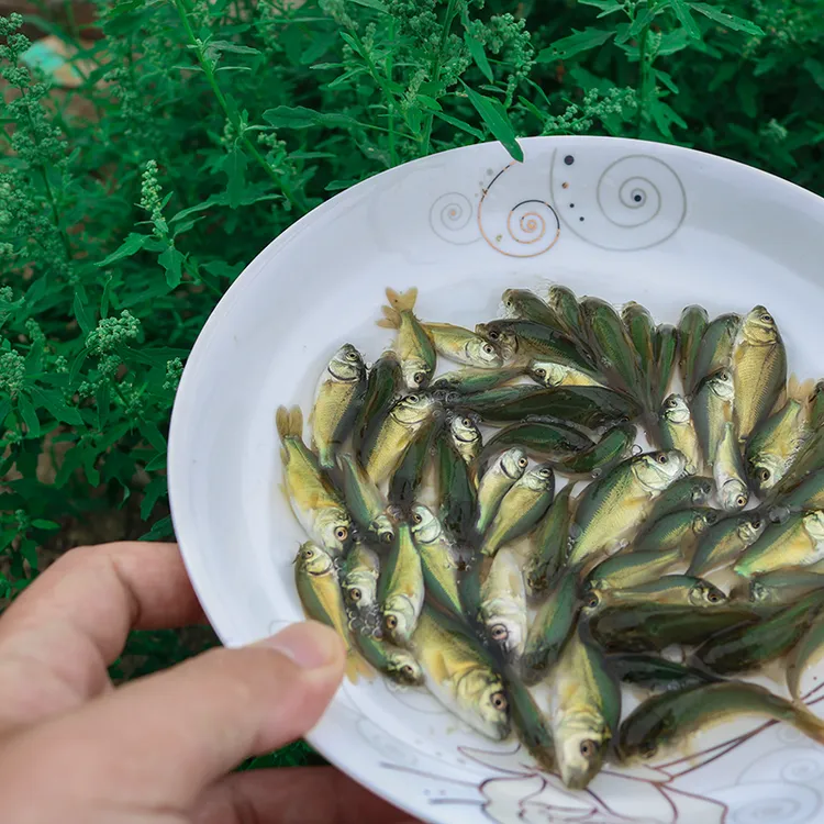 裸鲤鱼无甲无鳞养殖食用淡水三道鳞鱼苗好养活冷水德国镜鲤裸斑